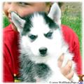 Wolf Dog